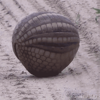 변신하는 동물 | 인스티즈