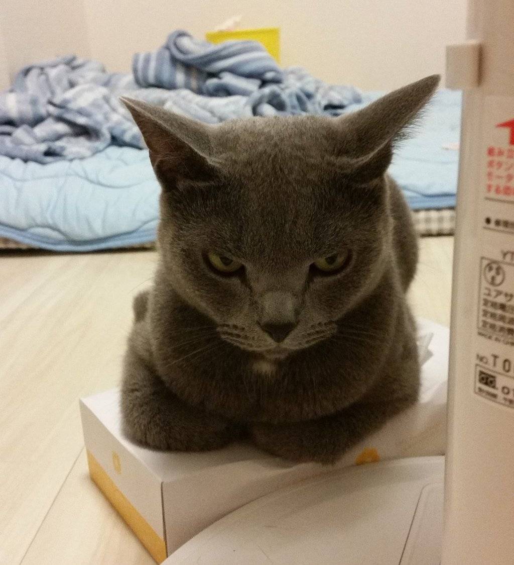 티슈 상자를 좋아하는 고양이 | 인스티즈