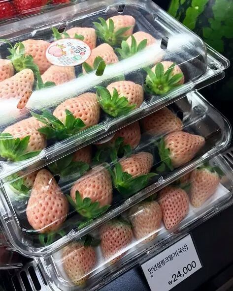 딸기 색의 편견을 깬 만년설핑크딸기 | 인스티즈