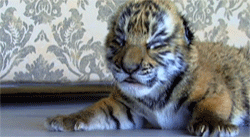 호랑이 목욕시키기.GIF | 인스티즈