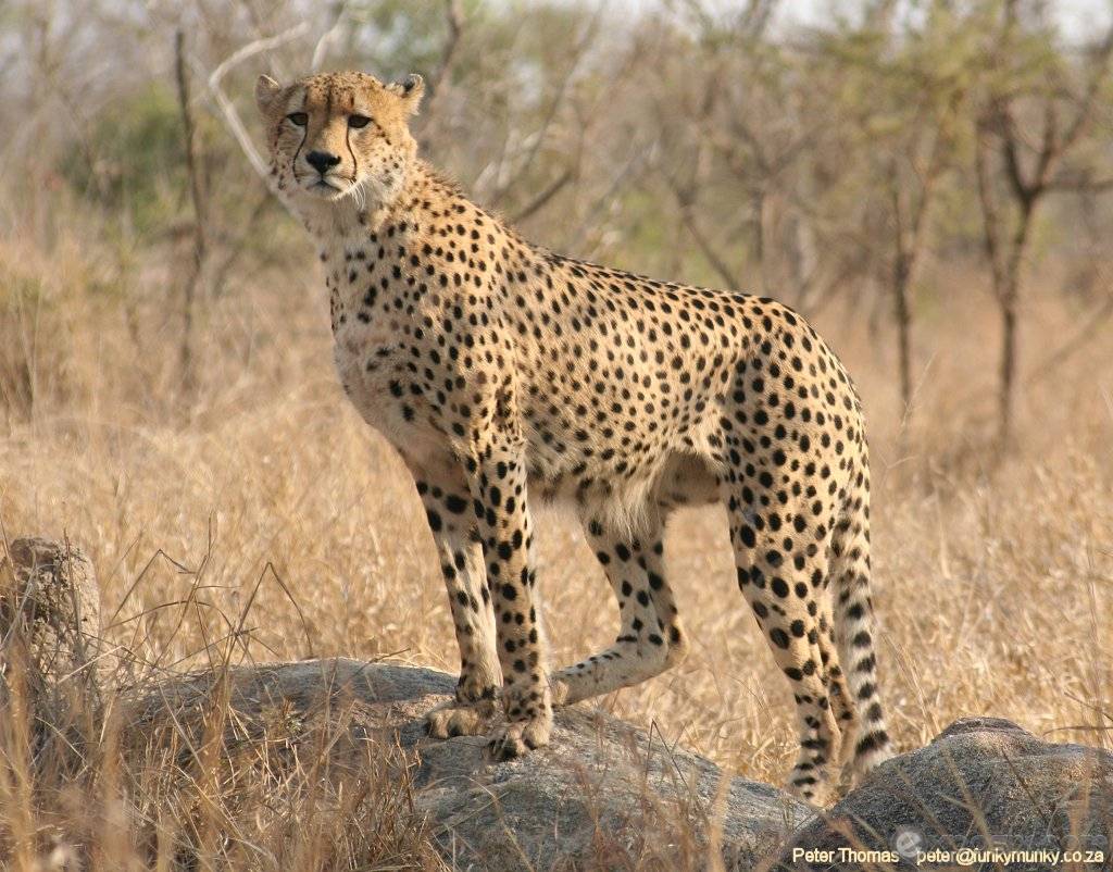 아프리카 대륙에서 고기만 먹고 사는 놈들 | 인스티즈