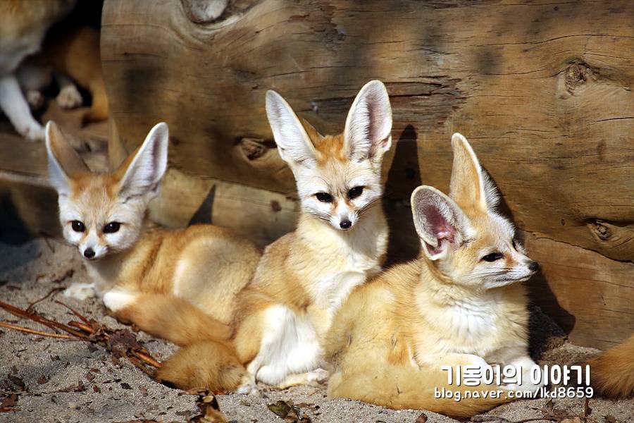 에버랜드 사막여우 스페셜 | 인스티즈