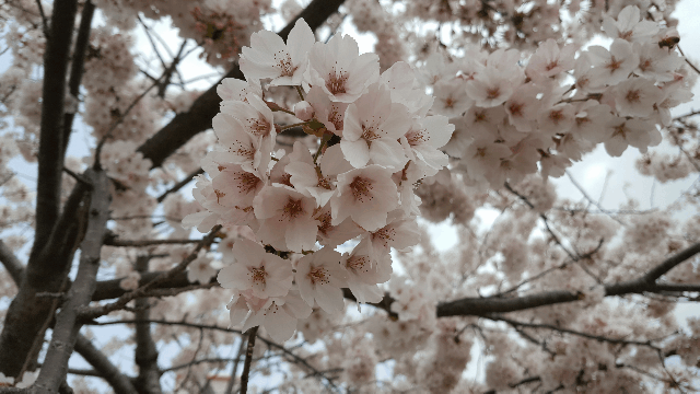 진해 벚꽃길 드라이브 | 인스티즈