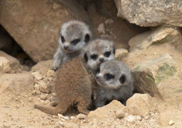 귀여운 아기 미어캣 | 인스티즈
