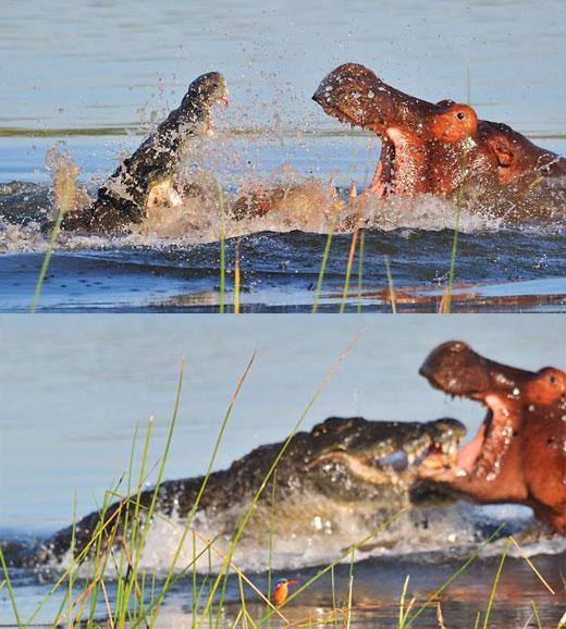 아프리카 대륙에서 고기만 먹고 사는 놈들 | 인스티즈