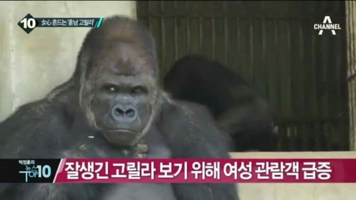 세상에서 제일 잘생긴 고릴라.jpg | 인스티즈