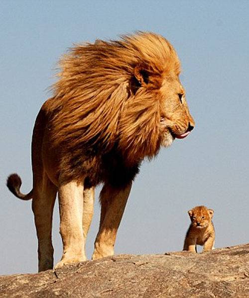 아프리카 대륙에서 고기만 먹고 사는 놈들 | 인스티즈