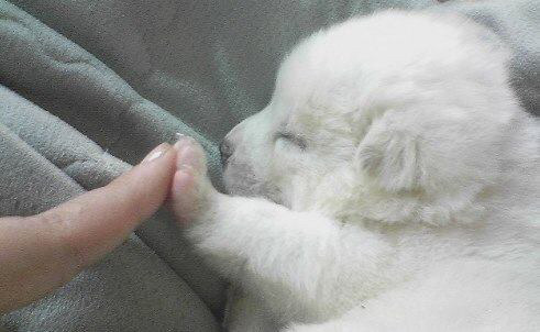 강아지야 솜사탕이야??? | 인스티즈