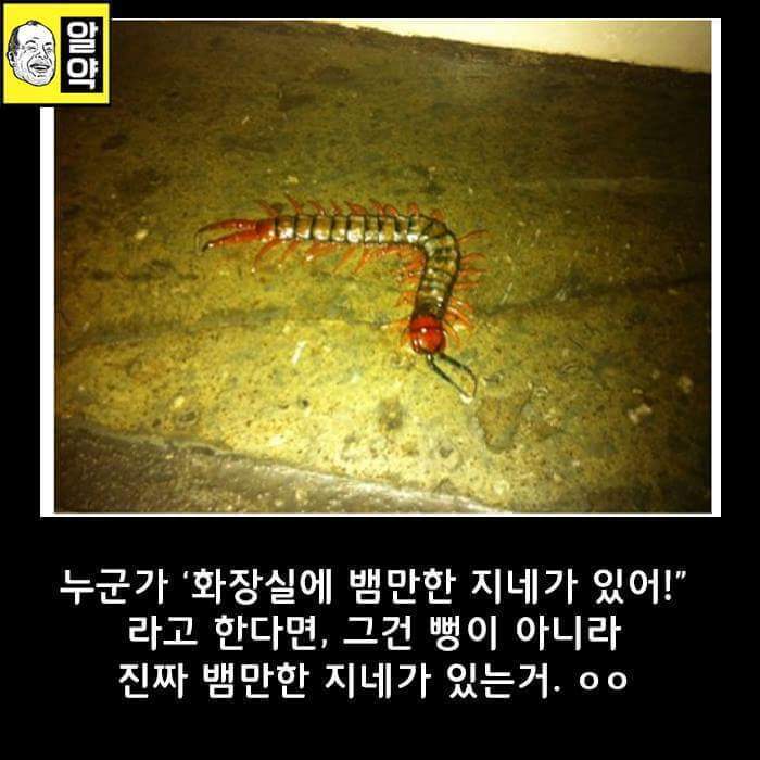 혐오주의) 호주의 위엄 | 인스티즈