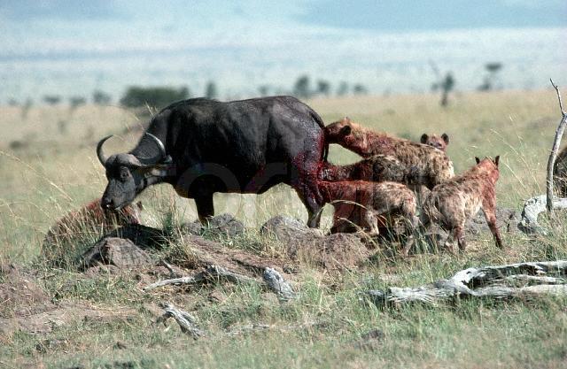 아프리카 대륙에서 고기만 먹고 사는 놈들 | 인스티즈