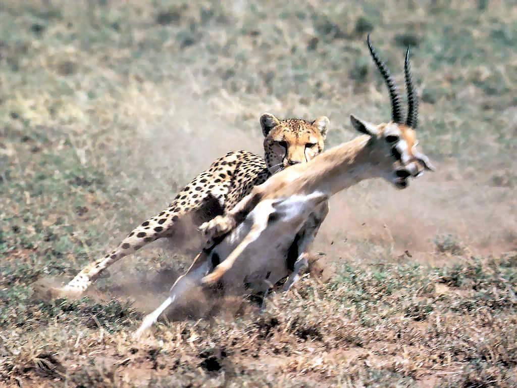 아프리카 대륙에서 고기만 먹고 사는 놈들 | 인스티즈