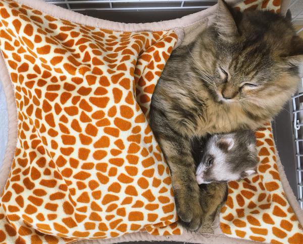 구조 되어 페릿 5마리가 있는 가정에 입양된 새끼고양이 | 인스티즈