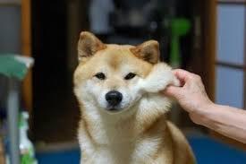 시바견 키우고 싶어지는 사진 | 인스티즈