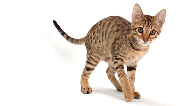 세상에서 가장 크고 비싼 고양이 중 하나인 사바나 고양이에 대하여 | 인스티즈