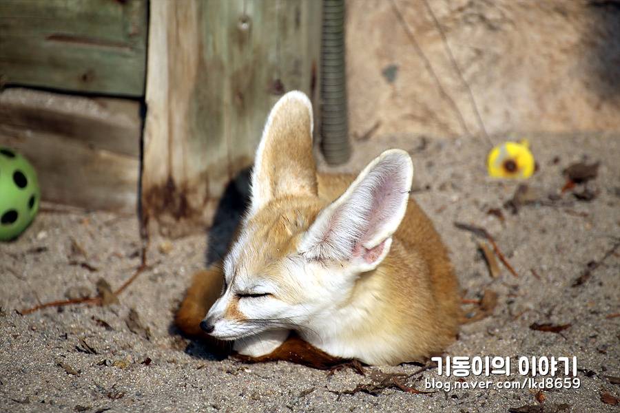 에버랜드 사막여우 스페셜 | 인스티즈