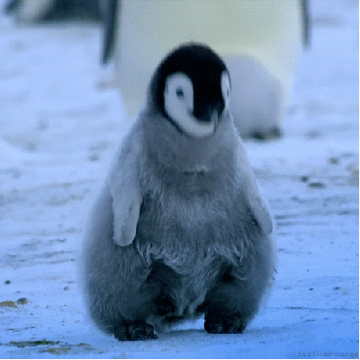 새끼 펭귄들.jpgif | 인스티즈