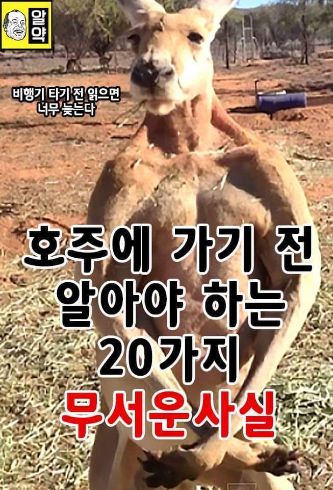 혐오주의) 호주의 위엄 | 인스티즈