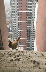 닭으나이트 | 인스티즈