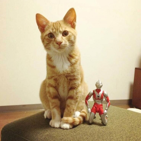 울트라맨과 고양이 | 인스티즈