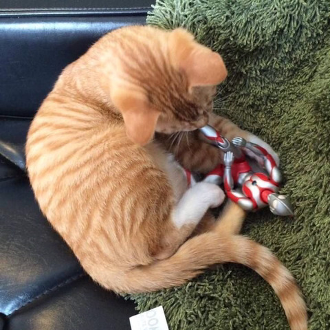 울트라맨과 고양이 | 인스티즈