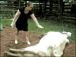 자는 소를 함부로 건들면 안되는 이유.gif | 인스티즈