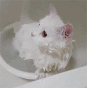 일반인은 잘 모르는 흔한 고양이 목욕시키기.gif | 인스티즈