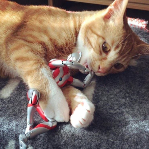 울트라맨과 고양이 | 인스티즈