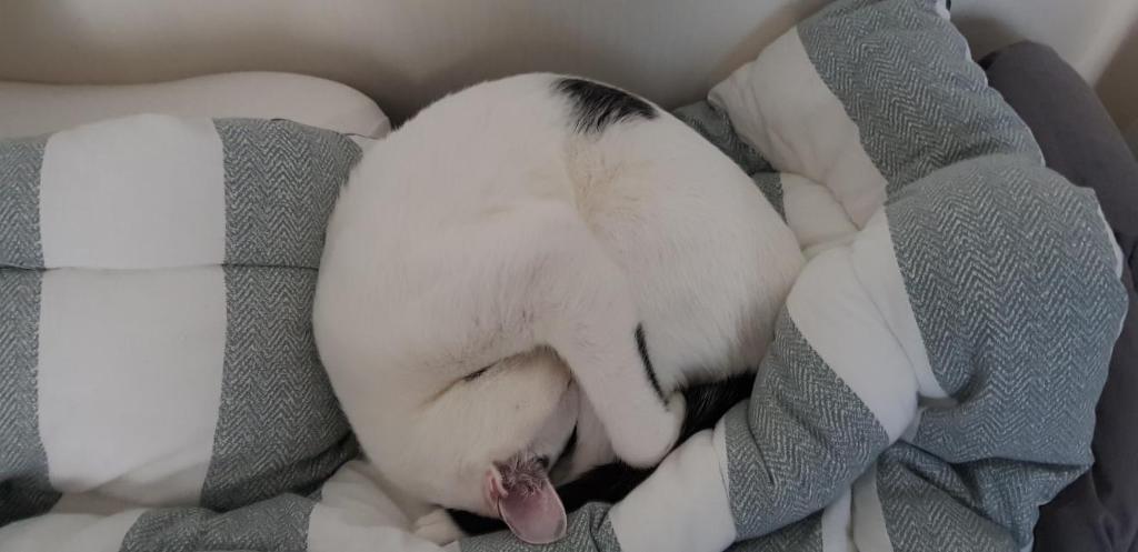 눈냥이 | 인스티즈