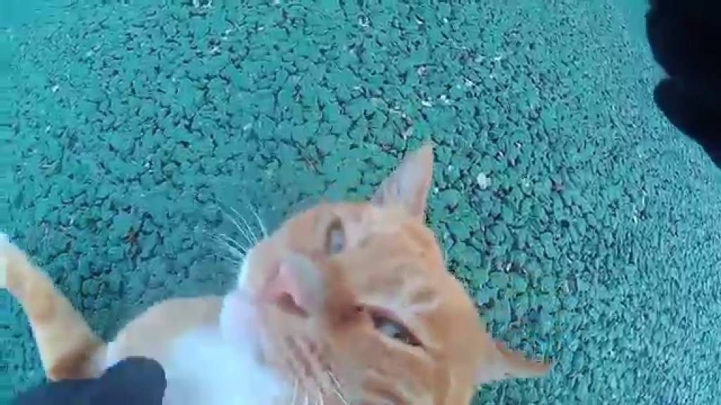 고양이 유투버 시청자들 시청 단계.jpg | 인스티즈