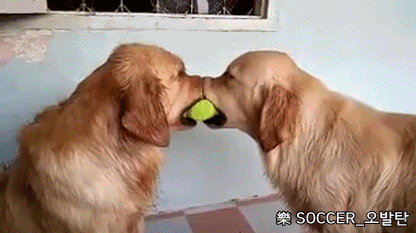 [주의] 골든 리트리버의 폭력성.gif | 인스티즈