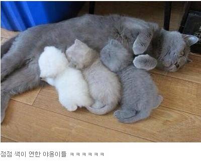 잉크부족 고양이ㅎㅎㅎㅎ | 인스티즈