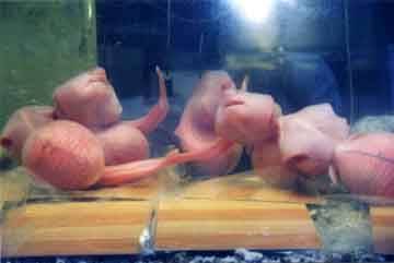 전세계 수족관에 백상아리가 없는 이유.jpgif | 인스티즈