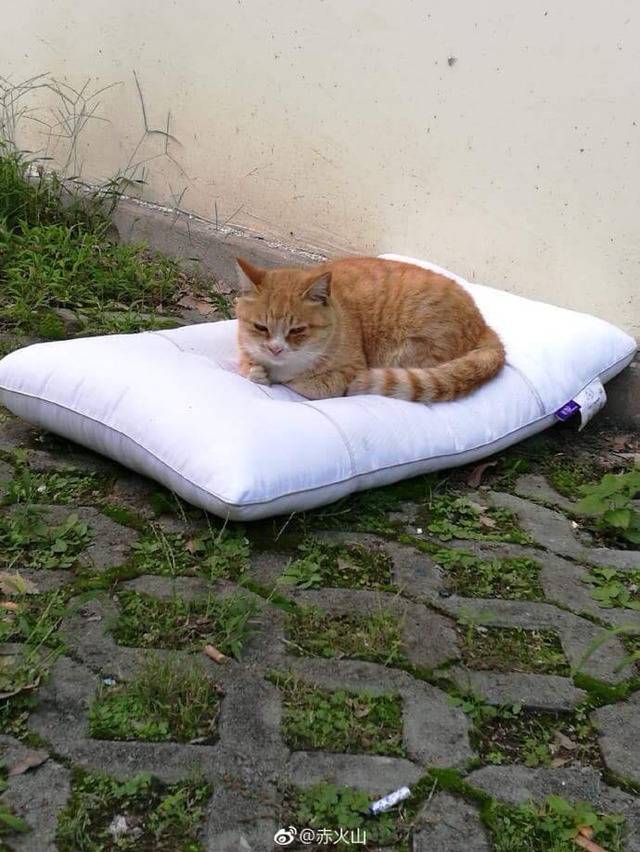 건조중이던 베개가 떨어짐 | 인스티즈