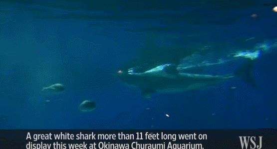 전세계 수족관에 백상아리가 없는 이유.jpgif | 인스티즈