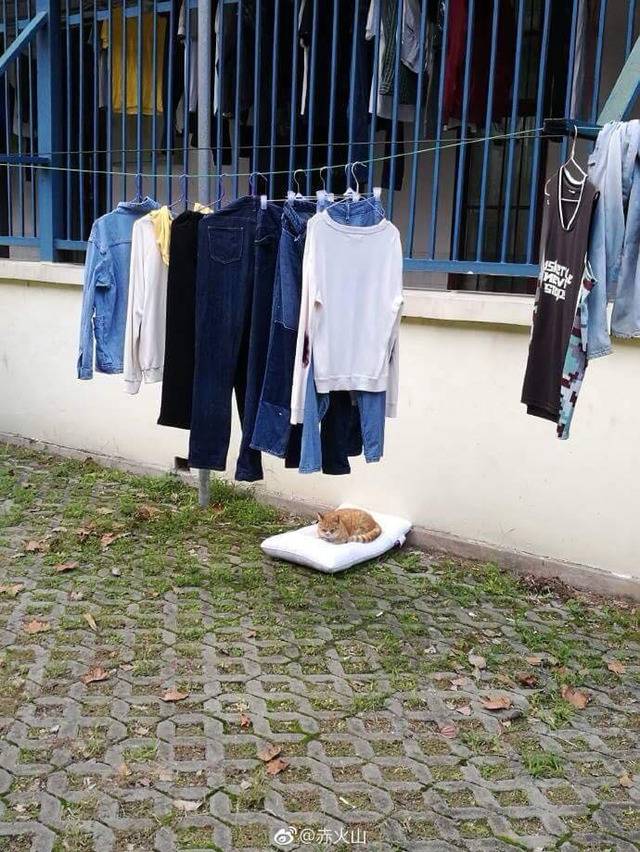 건조중이던 베개가 떨어짐 | 인스티즈