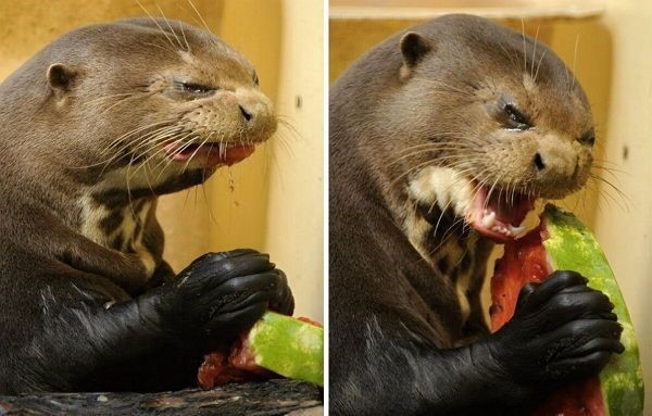 수박 한 쪽을 맛 본 리얼한 수달의 표정 | 인스티즈