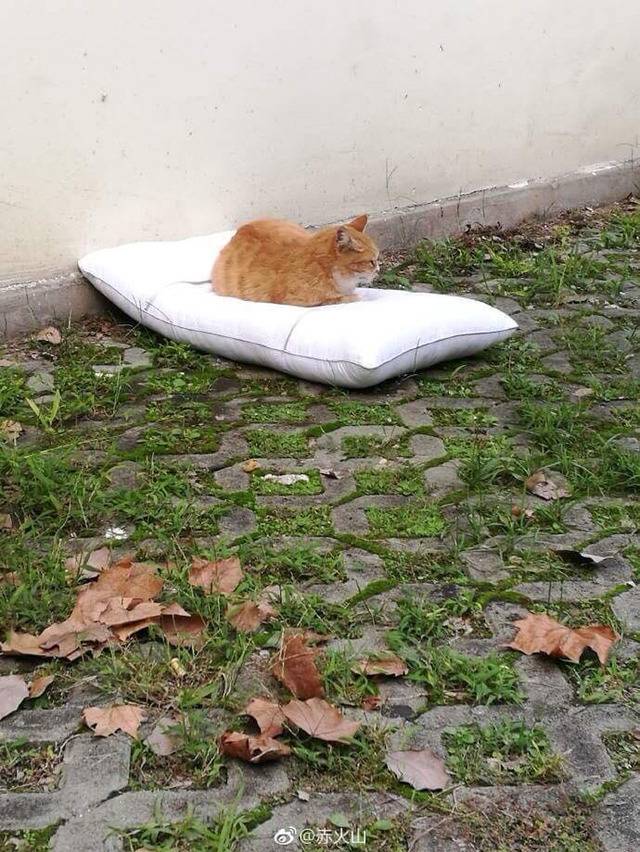 건조중이던 베개가 떨어짐 | 인스티즈