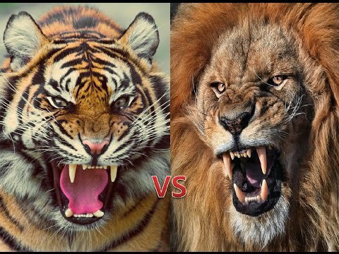 숫사자가 숫호랑이를 이기는 이유 | 인스티즈