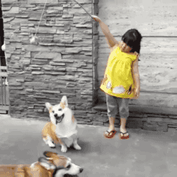 웰시코기가 생각보다 파양을 많이 당하는 이유.twt | 인스티즈