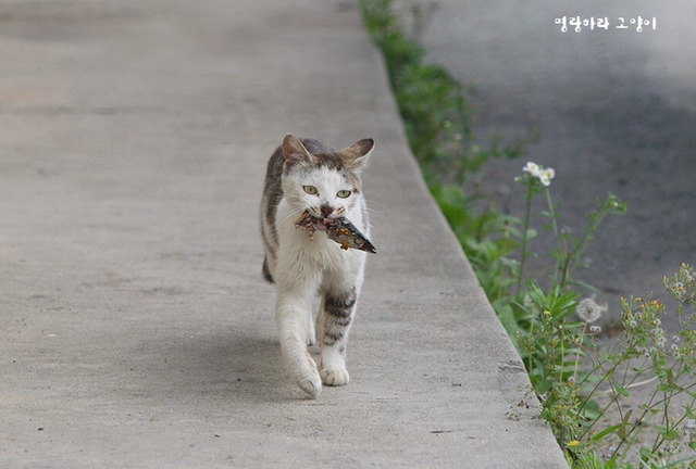 아깽이 낳은 어미고양이에게 꽁치를 두마리 구워줬는데.twt | 인스티즈