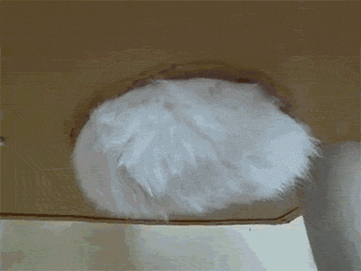 뭐야 이 털뭉치는? | 인스티즈