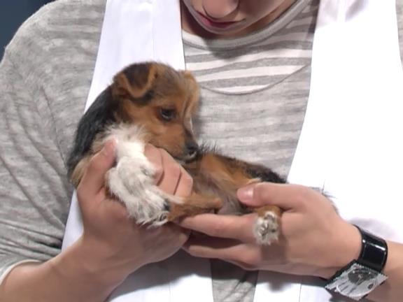 [거침없이하이킥] 범민 강아지 ㅋㅋㅋㅋㅋㅋㅋㅋㅋㅋㅋ.jpg | 인스티즈