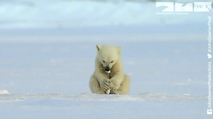 평화로운 북극의 일상.gif | 인스티즈