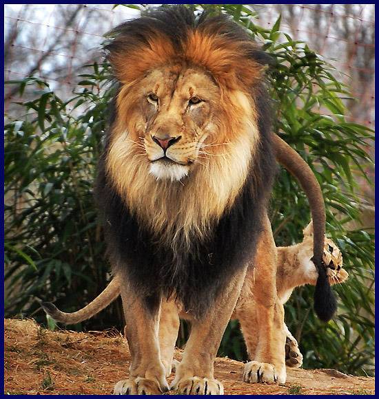 숫사자가 숫호랑이를 이기는 이유 | 인스티즈