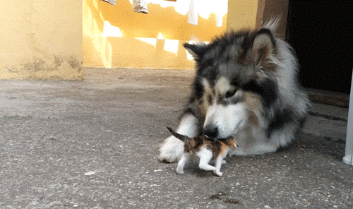 아기고양이가 무서운 대형견 | 인스티즈