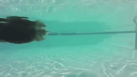 웰시코기가 생각보다 파양을 많이 당하는 이유.twt | 인스티즈