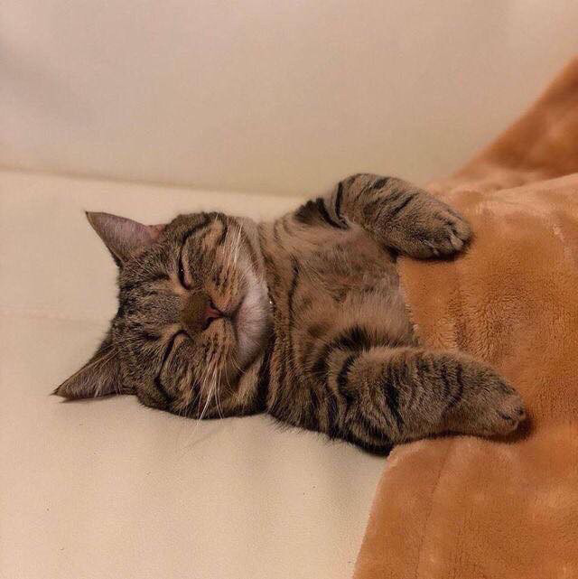 졸음이 갑자기 쏟아진 애옹이 | 인스티즈