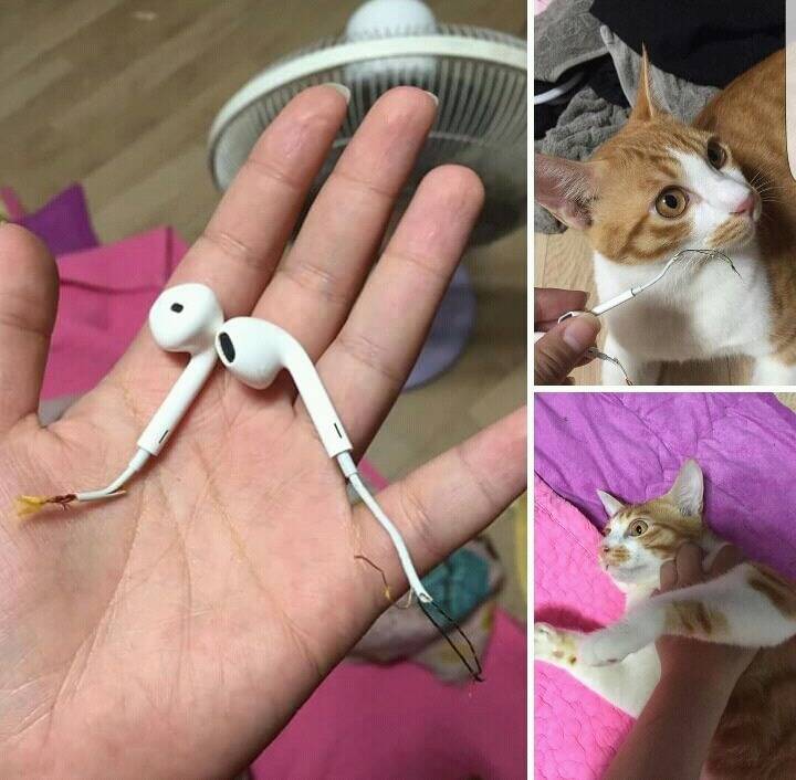 에어팟 만들어주는 고양이 | 인스티즈