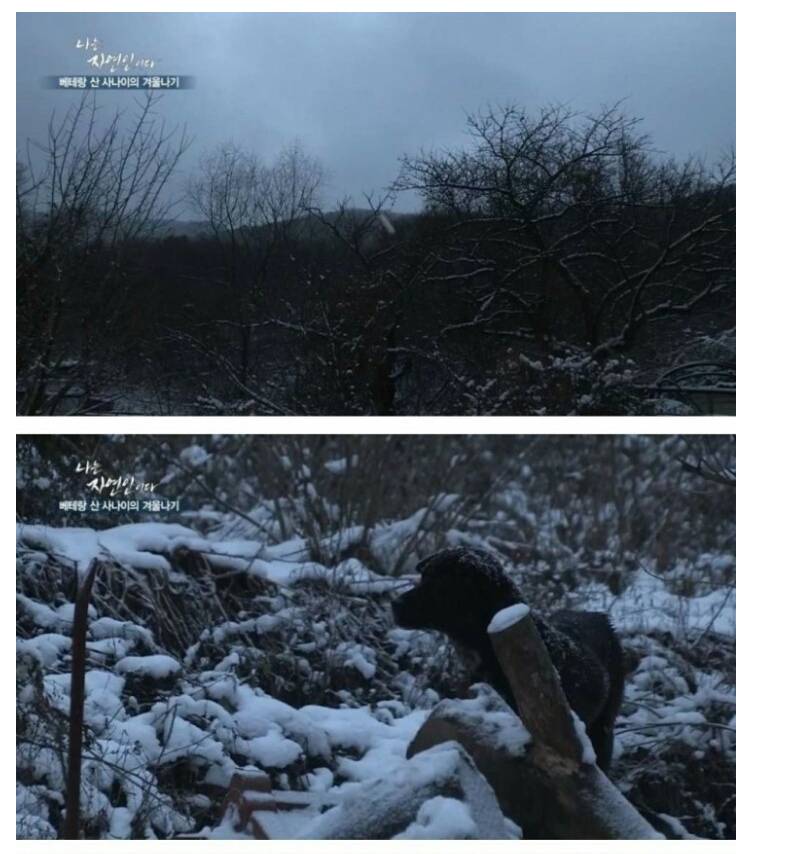 나는 자연인이다 역대급 음식 jpg | 인스티즈