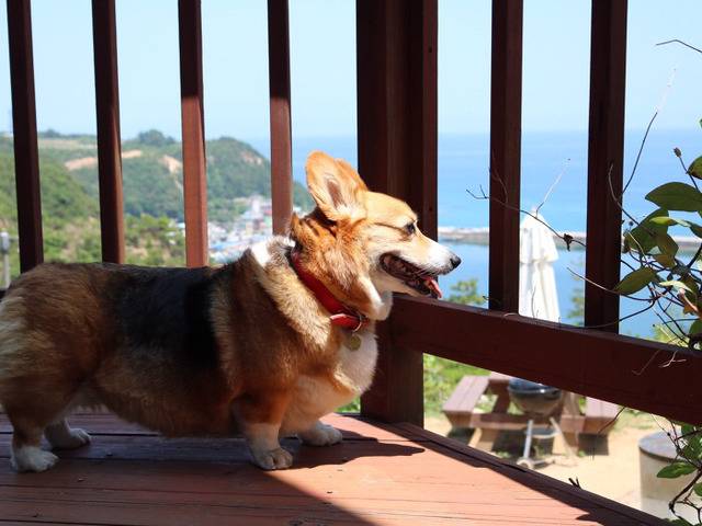 웰시코기가 생각보다 파양을 많이 당하는 이유.twt | 인스티즈